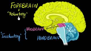 Brain Parts amp functions Fore mid amp hind  Control amp Coordination  Biology  Khan Academy [upl. by Zandt593]