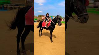 Raftar Horse 🐎 Riding  horse horses ghoda horseriding horselover ytvideo shortsfeed dhruhi [upl. by Suhail]