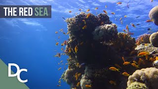 One Of Natures Wonders Of The World  The Red Sea  Nature Documentary  Documentary Central [upl. by Esenej]