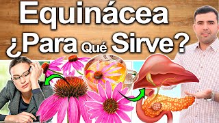 Equinacea  ¿Para Qué Sirve  Beneficios Y Contraindicaciones De La Echinacea Para La Salud [upl. by Artenek]