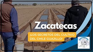 Cómo Sembrar Almácigos de Chile Guajillo 🌱 Proceso Completo Parte 2 [upl. by Araek]