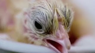 Chinese scientists hatch first chick outside shell [upl. by Nerret]