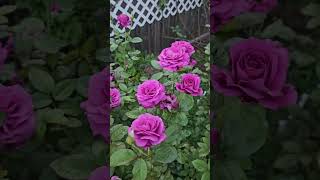 Boscobel amp Plum Perfect roses [upl. by Jara]