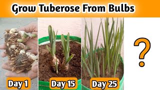 How to Grow Tuberose Bulbs  Harvesting Tuberose Bulbs  रजनीगंधा कैसे लगाए  With Full Updates [upl. by Loftus]