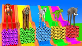 Long Slide Game With Elephant Gorilla Buffalo Hippopotamus Tiger 3d Animal Game Funny 3d Animals [upl. by Salinas830]