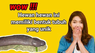 hewan aneh  5 hewan yang memiliki bentuk tubuh yang unik dan aneh hewanunikularpenis [upl. by Einner]