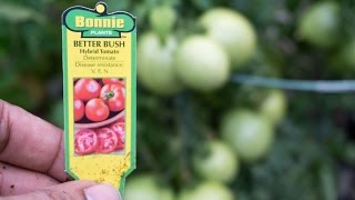 Best Container Tomatoes  Better Bush amp Containers Choice [upl. by Tyrus]