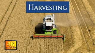 Harvesting Lincolnshire July 2024 [upl. by Kcirdneked]