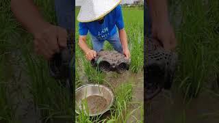 乡村稻田里泥鳅真是非常的多There are really a lot of loaches in the rice fields in the countryside fishing 農村生活 [upl. by Henderson]