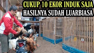 TIPS SUKSES TERNAK AYAM BAGI PEMULA [upl. by Prosser]