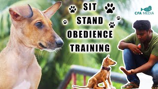 How to teach your Puppy to sit and stand basic obedience  chippiparai an indian breed  CFA MEDIA [upl. by Lucine]