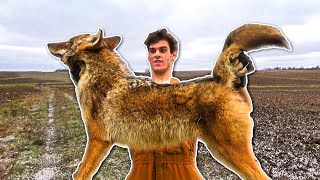 COYOTE TRAPPING Coyote Catch and Cook Surprising Results [upl. by Shipman229]