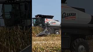 GLEANER S98 Combine Harvesting Corn farmprogressshow gleaner combine agco bigtractorpower [upl. by Nadabas849]