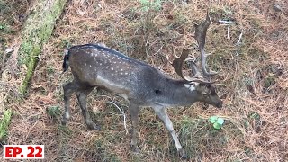 Bow hunting Fallow Deer Paradise Part 1 [upl. by Dnalkrik628]