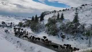 La transumanza si fa tra la neve Le mucche rientrano alle stalle in Lessinia [upl. by Phonsa]