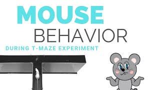 MOUSE BEHAVIOR [upl. by Zoldi815]