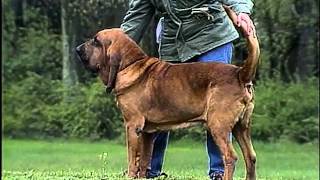 Bloodhound  AKC Dog Breed Series [upl. by Gemini]