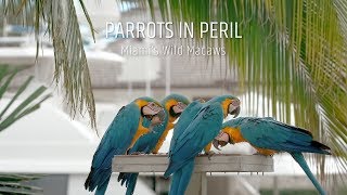 Parrots in Peril Miamis Wild Macaws [upl. by Airetahs]