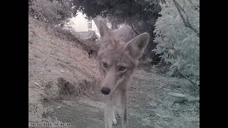 Coyote Behavior Pooping Peeing Marking Territory Trail Camera [upl. by Tammy]