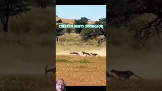 Cheetah vs hiren Attack speed [upl. by Doe]