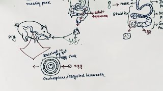 Taenia solium Lifecycle  Tapeworm  Taeniasis  Cysticercosis  English [upl. by Adnalue526]