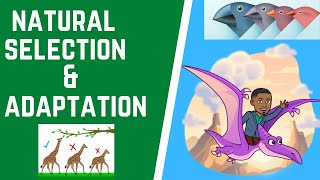 How does Natural Selection amp Adaptation Lead to Evolution [upl. by Nwahsor]