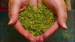 INCREDIBLE Benefits OF ALFALFA [upl. by Onaled]