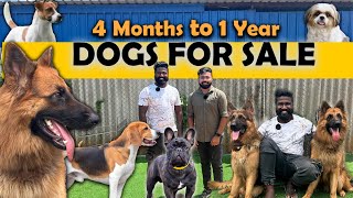 ரூ5000 முதல் Tamilnadu Largest Dog Kennel  All Breed Dogs  Yazhli Kennel Coimbatore  Dog for sale [upl. by Adnesor]