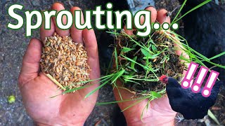 Sprouts for Chickens  Lets make it simple [upl. by Michale337]