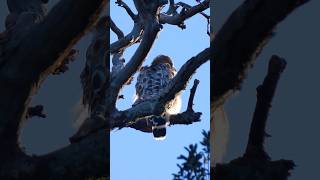 Redshouldered Hawk🐦Dead Oak Preen redshoulderedhawk [upl. by Lleret]