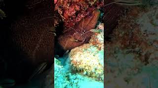 Shrimp on a Moray YouTubeChamps eel gopro marinelife Ocean VIRAL scubadiving fyp shrimp [upl. by Oca157]