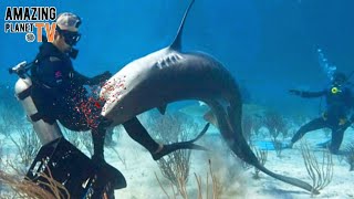 ТОП 10 НАПАДЕНИЙ АКУЛ НА ЛЮДЕЙ  2022 Top 10 shark attacks on people [upl. by Akenehs587]