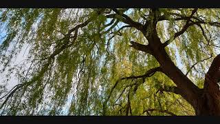 Willow Tree [upl. by Adnauqal632]