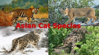 All Cat Species Asia  Species List [upl. by Savill]