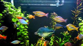 120 Gallon Rainbow Fish Planted Aquarium [upl. by Ecneitap]