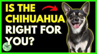 What are the 10 FACTS Only Chihuahua Owners KnowIs the Chihuahua Right for You [upl. by Lenod387]