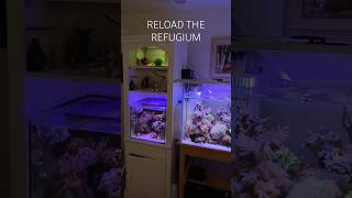 Reef Tank KEEP UP ON YOUR REFUGIUM reeftank nanoreeftank [upl. by Arley155]