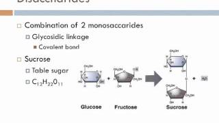 Biology 1 Lecture 5 Carbohydrates [upl. by Greff]