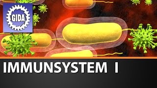 Trailer  Immunsystem I  Biologie  Schulfilm [upl. by Owain]