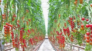 🔴Advanced greenhouses in the Netherlands  Tomatoes farming [upl. by Cele]