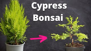 Goldcrest Cypress Bonsai From Nursery Material  Repotting Wiring amp Pruning [upl. by Torrie]