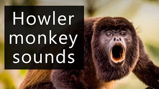 The frightening sounds of the Howler monkeys [upl. by Yatnuahs]