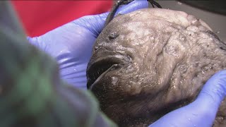 Rare deep sea fish washes ashore in Carlsbad [upl. by Mattheus]