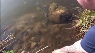 Catterick complex Howe lake catching sturgeon Robbie Mark damo [upl. by Amelita330]