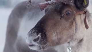 Reindeer ride in Levi Finnish Lapland  reindeer safari in Finland [upl. by Alessig4]