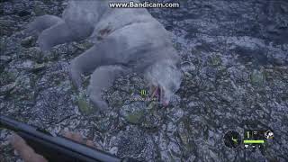 TheHunter Call Of The Wild  Albino Brown Bear Mission [upl. by Amer]