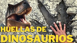 Rastros y huellas de Dinosaurios 🦖 en el Valle de Tehuacán Puebla [upl. by Ridgley]