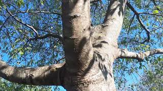 Celtis australis  European nettle tree Mediterranean hackberry lote tree honeyberry [upl. by Ardnosak]