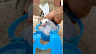 Kalapati Treatment The Unbelievable Pigeon Cure [upl. by Becca337]