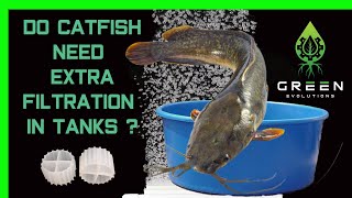 Starting the catfish Clarias batrachus commercial aquaponics farm [upl. by Hubing]